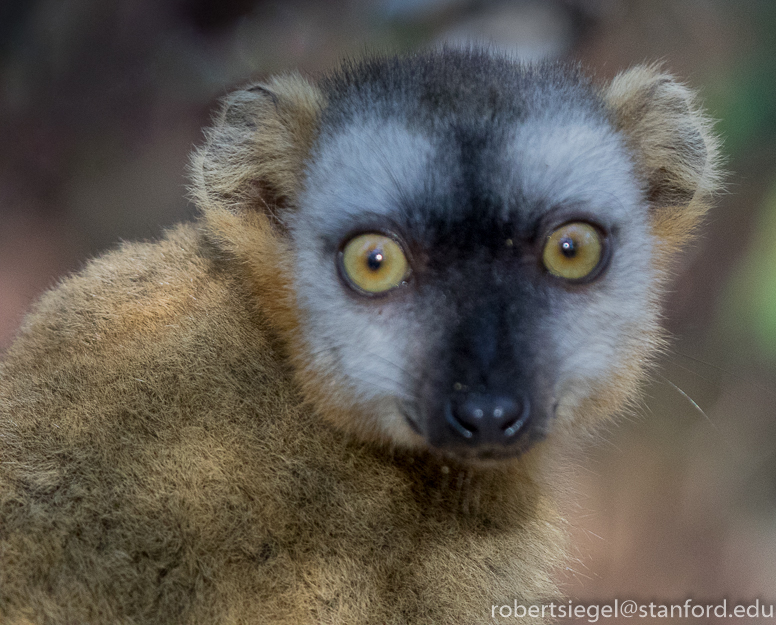 lemur